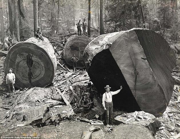 Lumberjacks in California