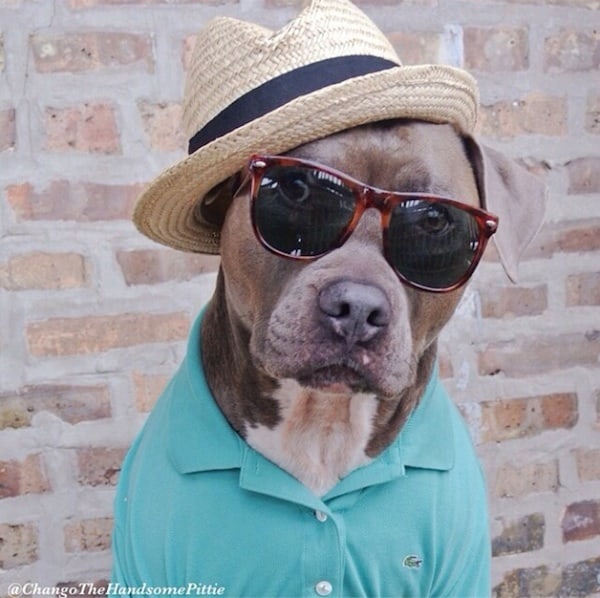 Meet Chango: The Swaggiest And Most Handsome Pit Bull On Instagram meet_chango_the_swaggiest_and_most_handsome_pit_bull_on_instagram_2014_02