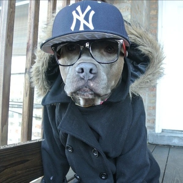 Meet Chango: The Swaggiest And Most Handsome Pit Bull On Instagram meet_chango_the_swaggiest_and_most_handsome_pit_bull_on_instagram_2014_05