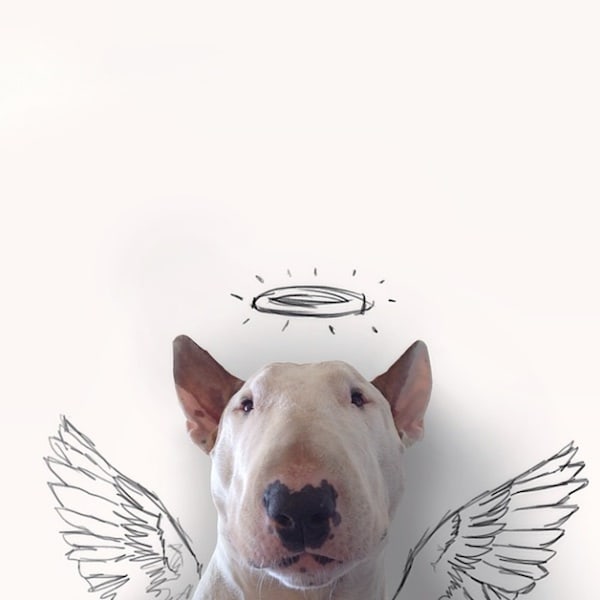 rafael_mantesso_creates_playfull_illustrations_around_his_bull_terrier_2014_03
