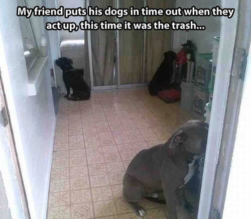 These Bad Behaving Furballs Get The Shaming Treatment funny pet shaming 10 03 2014 1 2