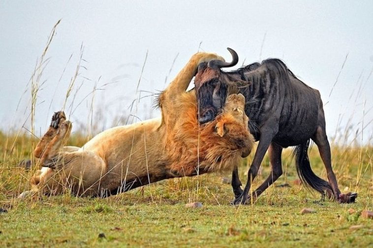 lion hunts wildebeest 0 2