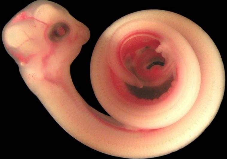Life Before Birth: Touching Photos Of Animals In The Womb | FREEYORK