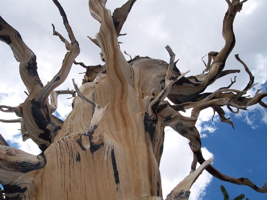 5000 Year Old Oak Tree: The Oldest Tree On The Planet, and It Calls California Home bristlecone-pines-021