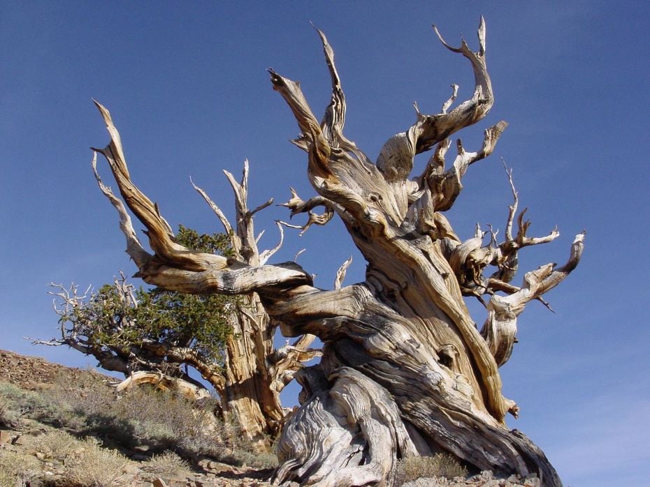 5000 Year Old Oak Tree: The Oldest Tree On The Planet, and It Calls California Home bristlecone-pines-041