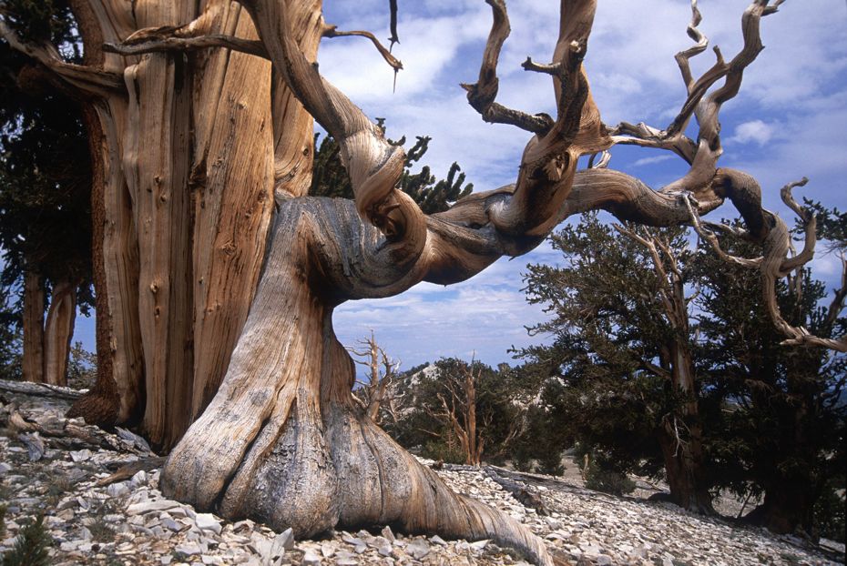 5000 Year Old Oak Tree: The Oldest Tree On The Planet, and It Calls California Home bristlecone-pines-051