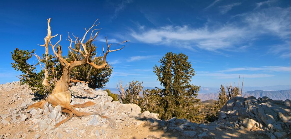 5000 Year Old Oak Tree: The Oldest Tree On The Planet, And It Calls ...