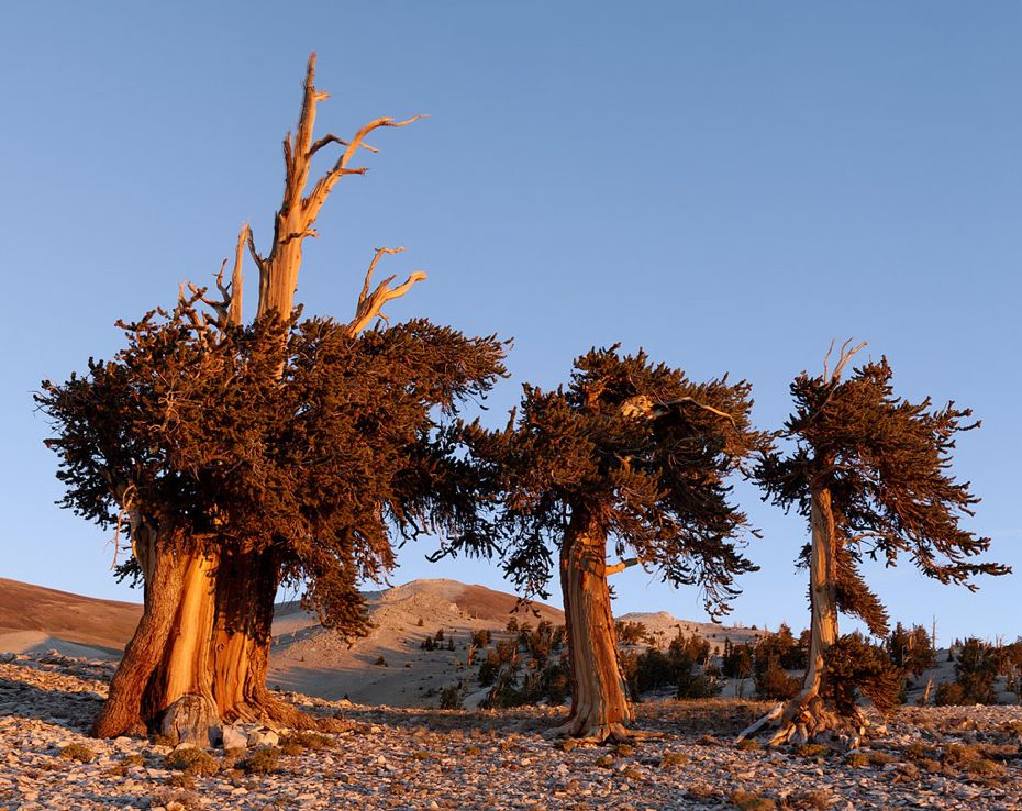 5000 Year Old Oak Tree: The Oldest Tree On The Planet, and It Calls California Home bristlecone-pines-101