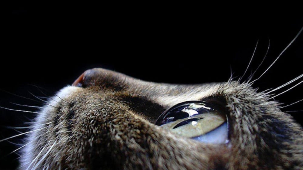 20 Examples of Stunning Macro Photography 11519360-r3l8t8d-1000-animals-pictures-cat-eyes-macro-photog