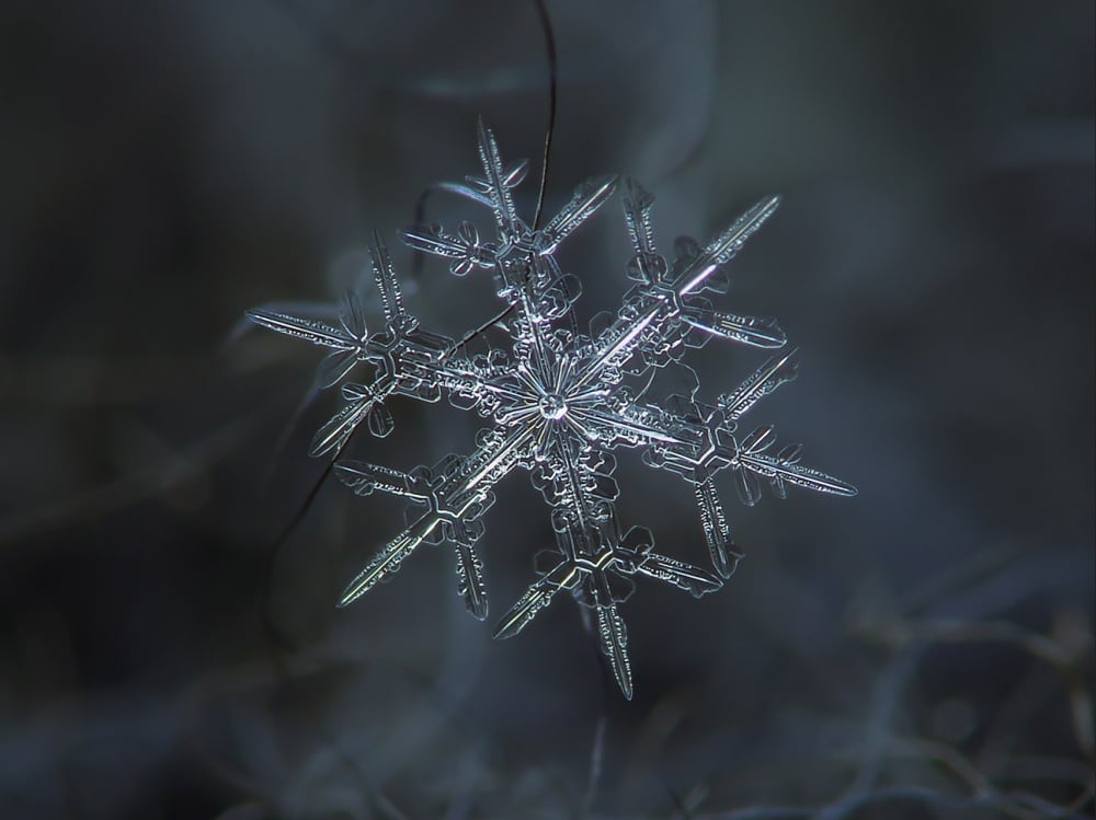 20 Examples of Stunning Macro Photography 11519960-r3l8t8d-1000-5