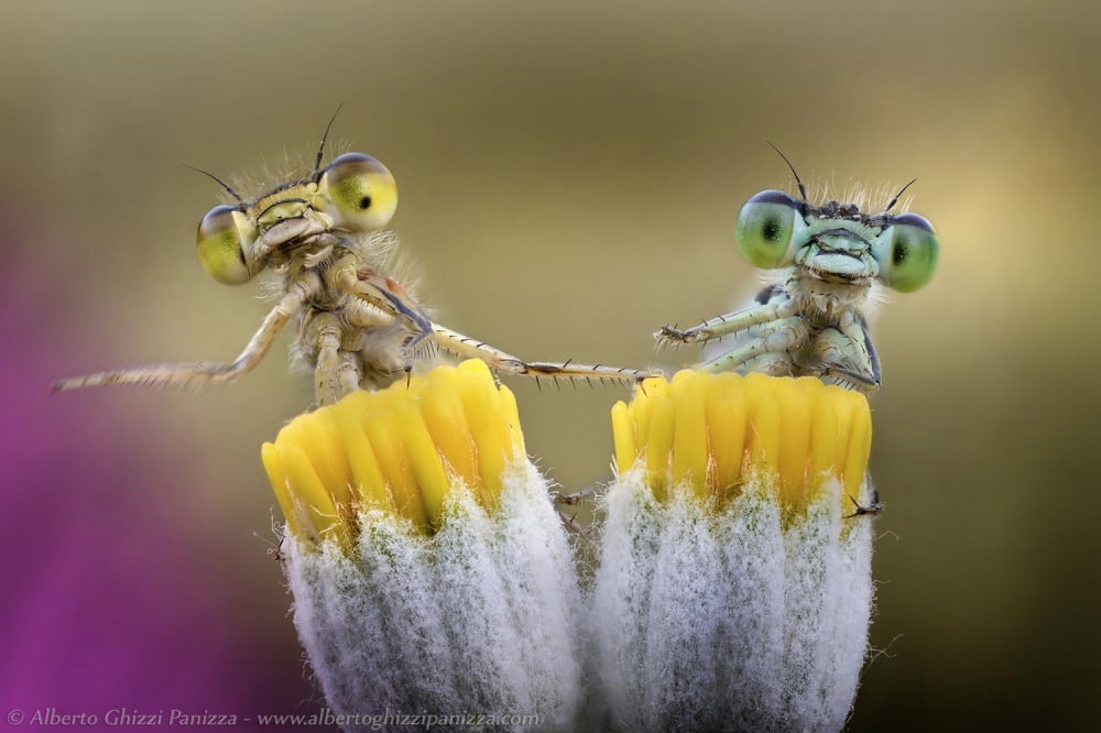 20 Examples Of Stunning Macro Photography | FREEYORK