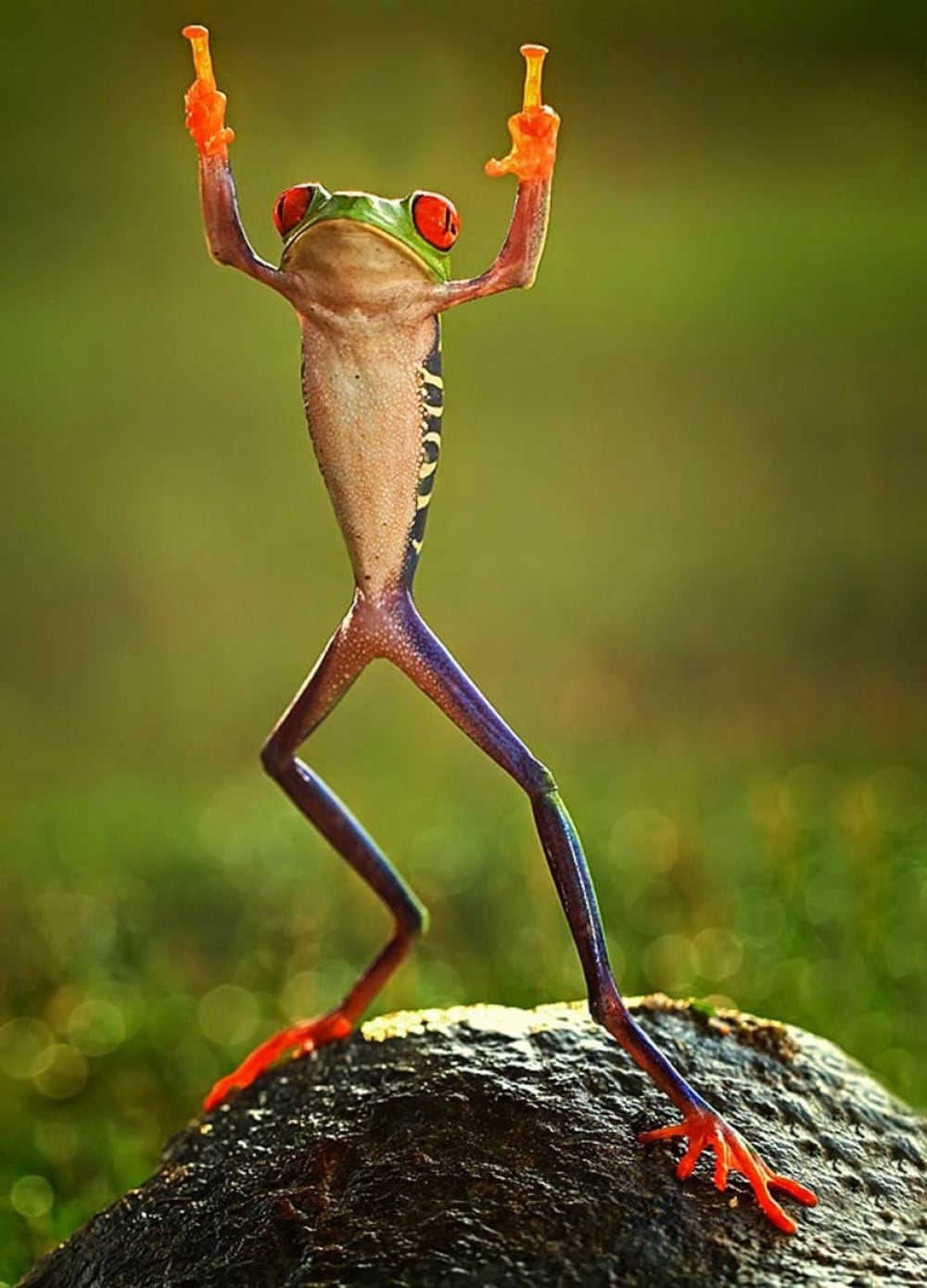 20 Examples of Stunning Macro Photography 11523210-r3l8t8d-1000-0ashikhei-goh-of-indonesia-frog-flippi