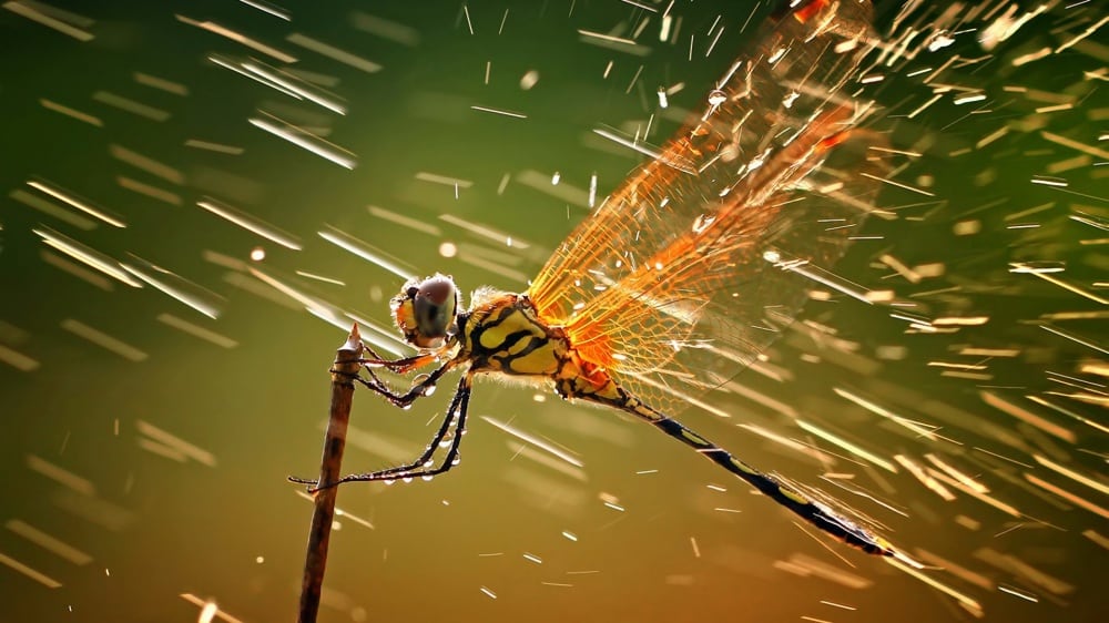 11529510-r3l8t8d-1000-macro-ventube-com-dragonfly-and-water-