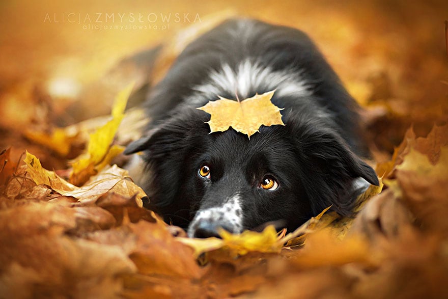 dogs_by_alicja_zmyslowka_02