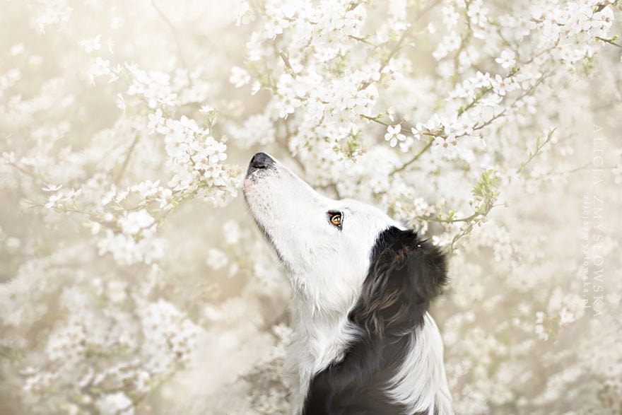 dogs_by_alicja_zmyslowka_05