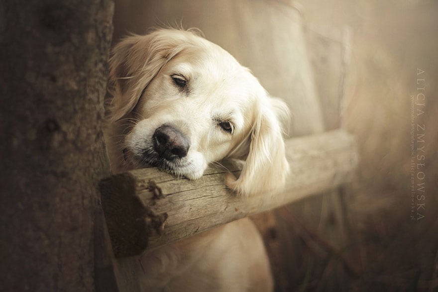 dogs_by_alicja_zmyslowka_09