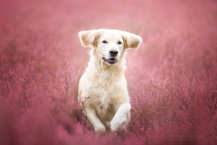 dogs_by_alicja_zmyslowka_14