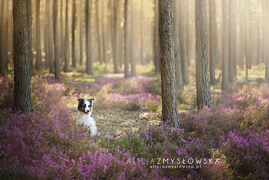 dogs_by_alicja_zmyslowka_17