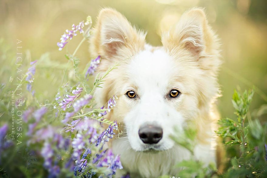 dogs_by_alicja_zmyslowka_18