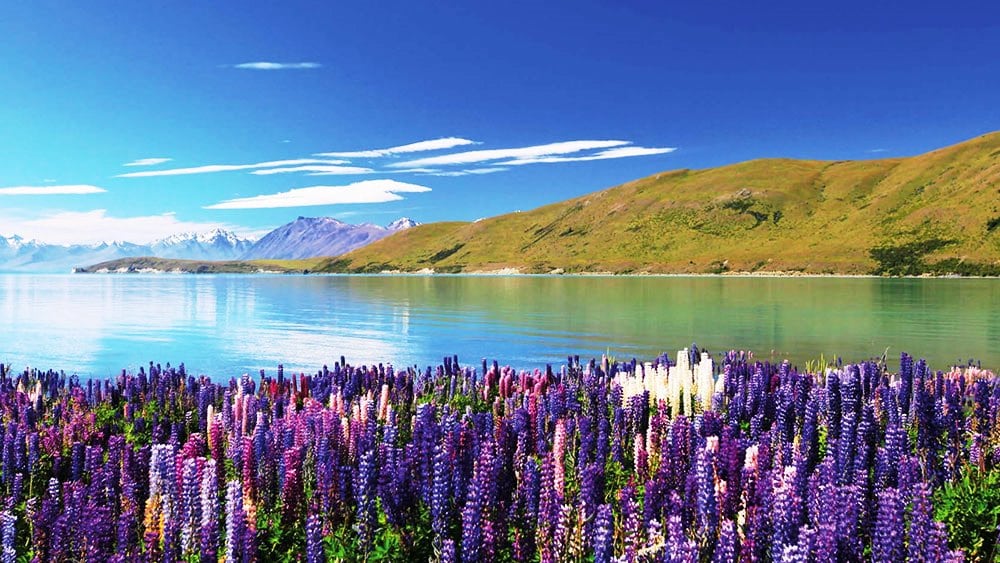 lake-tekapo-flowers