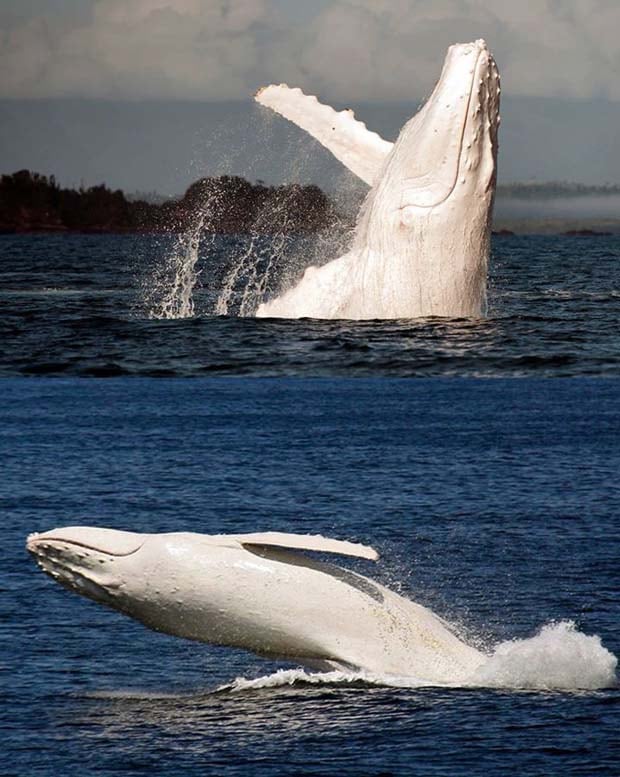 02 - Albino Humpback whale