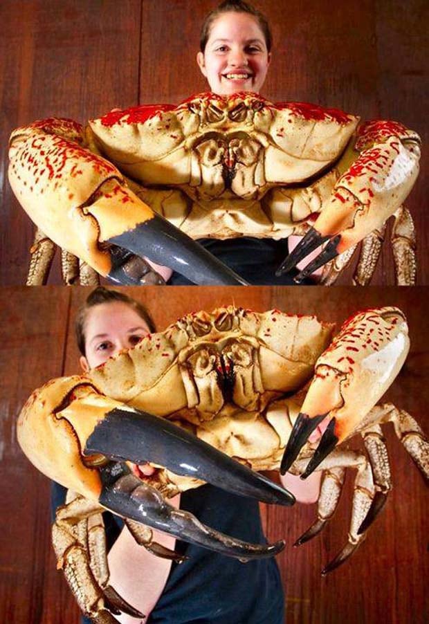 04 - Tasmanian Giant Crab Pseudocarcinus Gigas