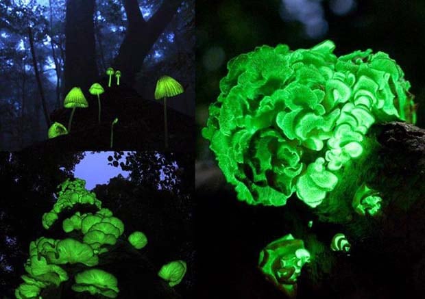 20 - The Glowing Forest Shikoku Japan