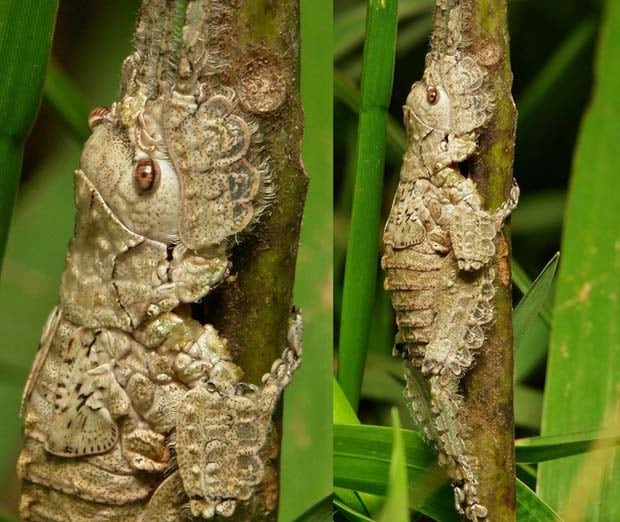 22 - katydid nymph pseudophyllinae cymatomerini olcinia