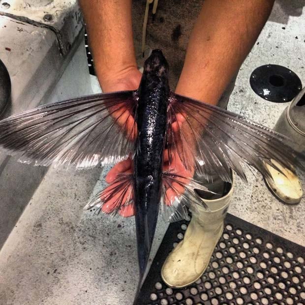28 - Flying Fish Parexocoetus Brachypterus
