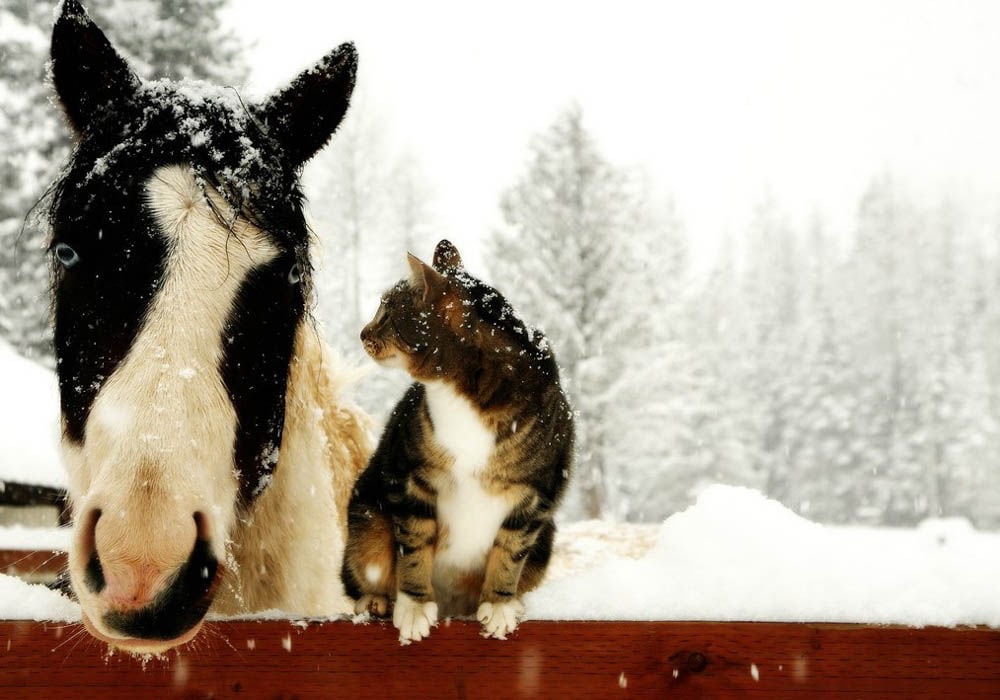 24 Photos of Truly Adorable Animals in Snow. 