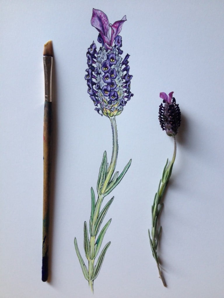 flowers-in-progress-a-beautiful-series-of-illustrations-by-noel-badges-pugh-10-768x1024