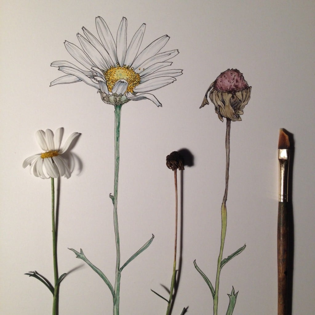 Flowers-in-Progress-A-beautiful-series-of-illustrations-by-Noel-Badges-Pugh-9-1024x1024