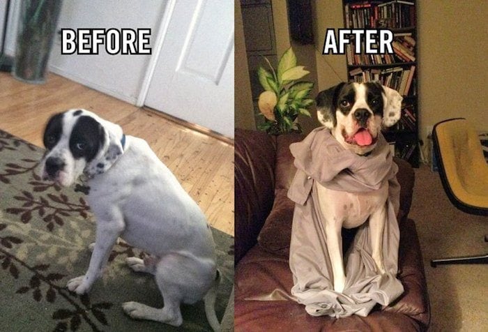 before_after_adoption_15