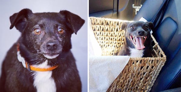 before and after adoption photos