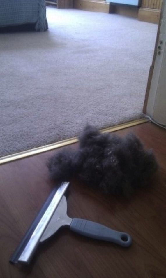 Use a squeegee to remove pet hair from carpet.