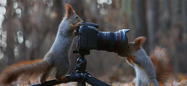 Cute-Squirrel-Photo-Shoot_12