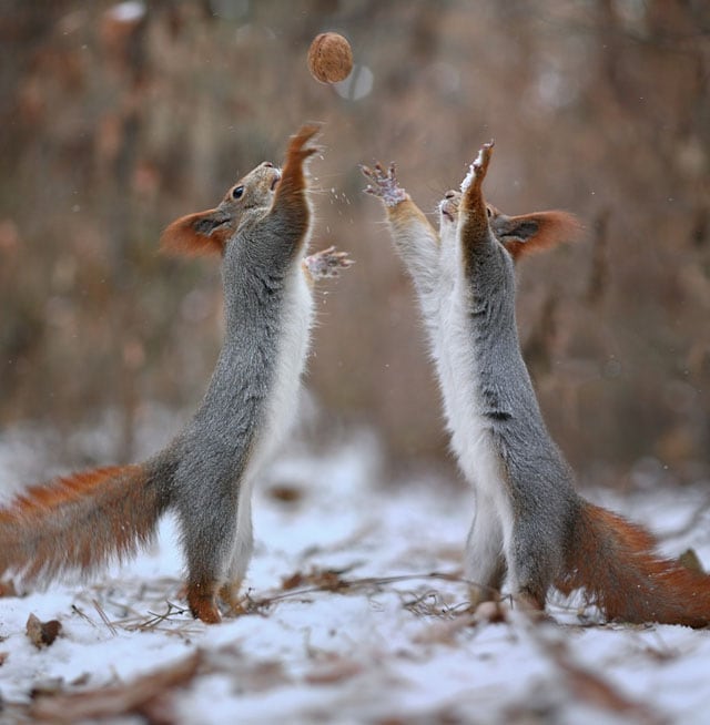 Cute-Squirrel-Photo-Shoot_9