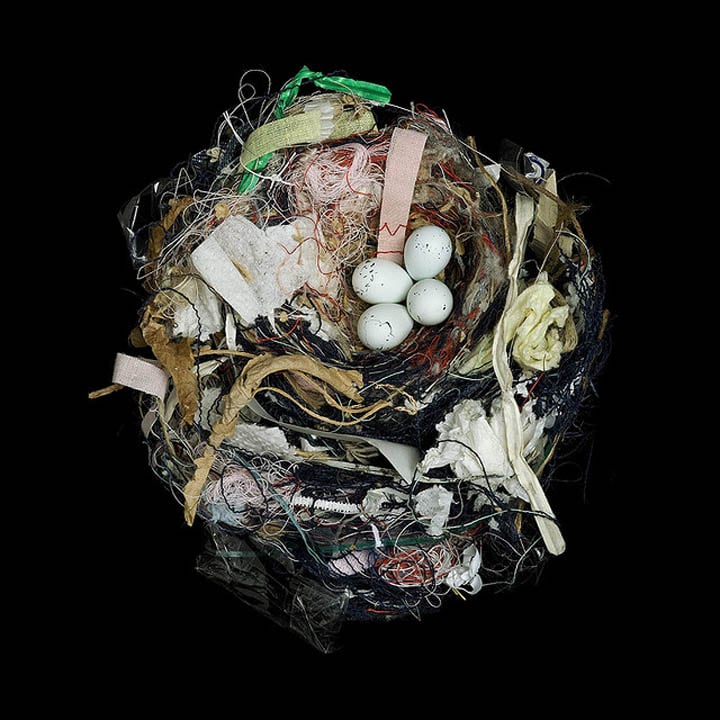 15 Stunning Photographs of Birds’ Nests house-finch-sharon-beals