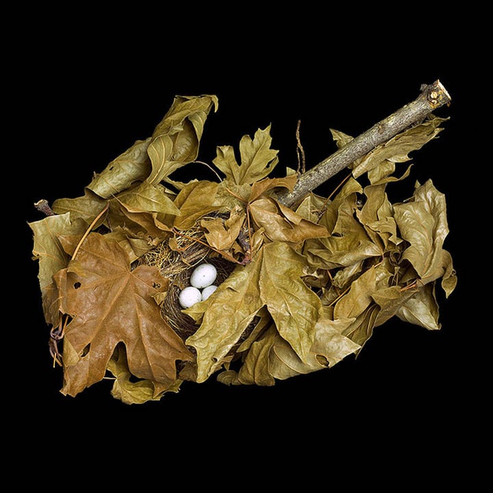 15 Stunning Photographs of Birds’ Nests pine-siskin-in-maple-branch-sharon-beals