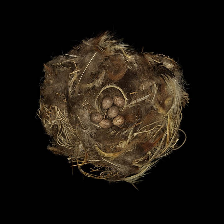 15 Stunning Photographs of Birds’ Nests picture 023