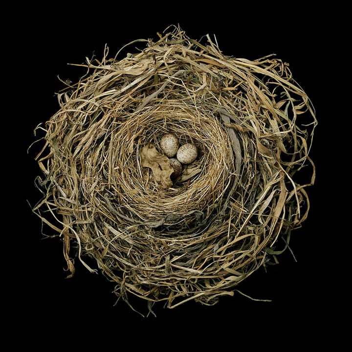 15 Stunning Photographs of Birds’ Nests song-sparrow-sharon-beals