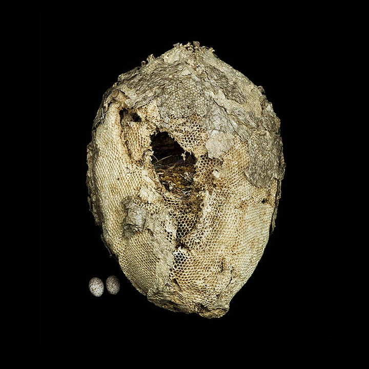 15 Stunning Photographs of Birds’ Nests wild-honey-comb-with-golden-masked-tanager-nest-inside-sharon-beals