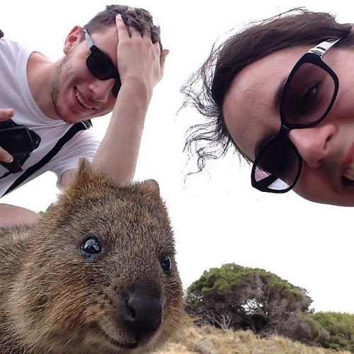 3043078-slide-quokka-selfie-trend-cute-rodent-australia-14605