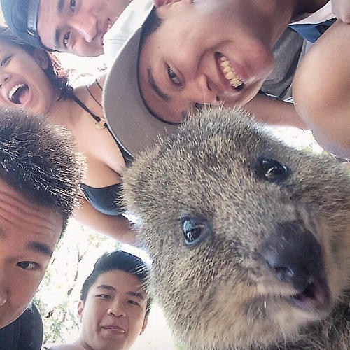 Cuteness Break: Meet The 'Quokka,' World’s Happiest Animal On Instagram 3043078-slide-quokka-selfie-trend-cute-rodent-australia-4605