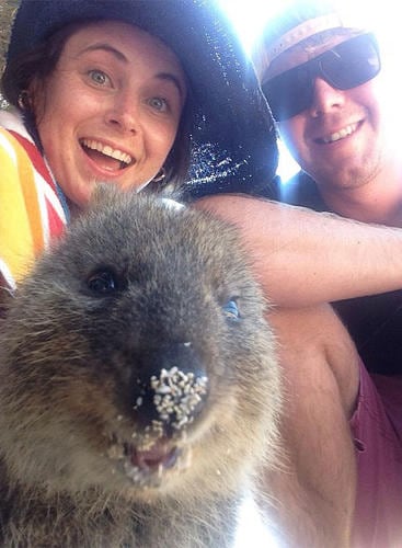 Cuteness Break: Meet The 'Quokka,' World’s Happiest Animal On Instagram 3043078-slide-quokka-selfie605