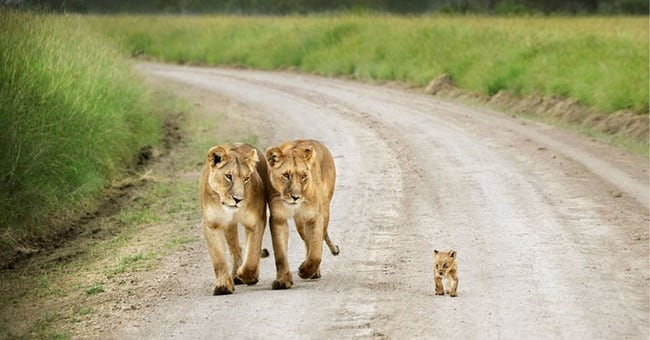 Animals Who Take This Whole Parenting Thing Very Seriously 47 Animals Who Take This Whole Parenting Thing Very Seriously 11.jpg