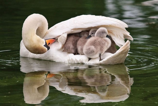 Animals Who Take This Whole Parenting Thing Very Seriously 47 Animals Who Take This Whole Parenting Thing Very Seriously 13.jpg