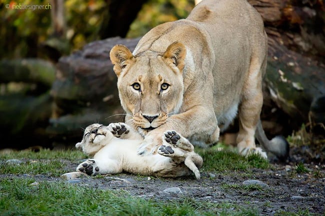 Animals Who Take This Whole Parenting Thing Very Seriously 47 Animals Who Take This Whole Parenting Thing Very Seriously 15.jpg
