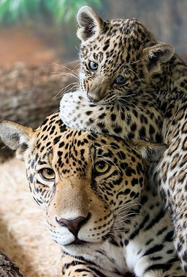 47 Animals Who Take This Whole Parenting Thing Very Seriously 21.jpg