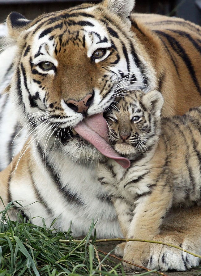 Animals Who Take This Whole Parenting Thing Very Seriously 47 Animals Who Take This Whole Parenting Thing Very Seriously 23.jpg